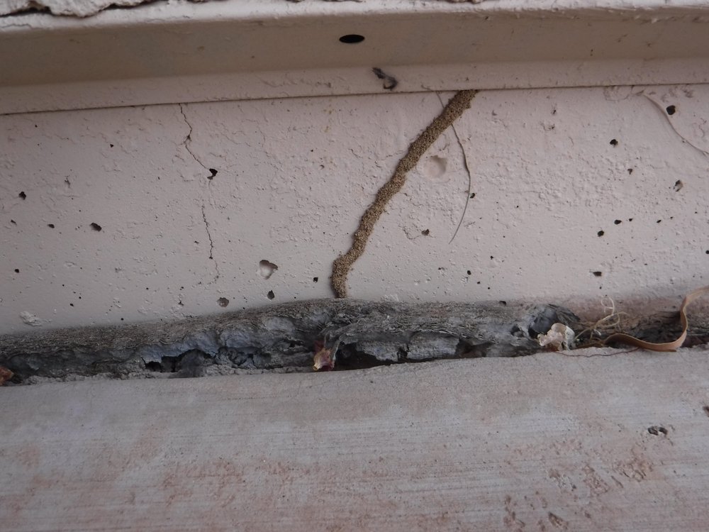 House Doctor Exterminating project